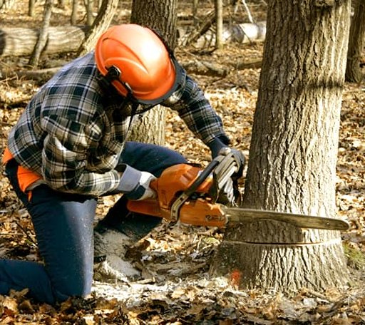 Tree Removal in Maurice, LA